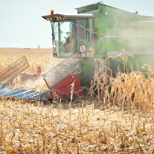 Combining corn in the field